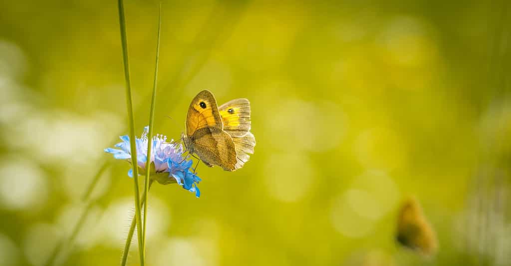Les papillons font partie des insectes terrestres dont la population chute. © Pezibear, Pixabay 