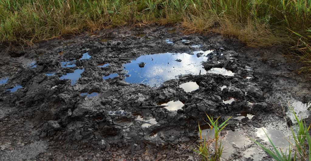 En optimisant le processus de pyrolyse, des chercheurs sont parvenus à décontaminer un sol pollué au pétrole lourd tout en préservant sa fertilité. © Mykola, Fotolia