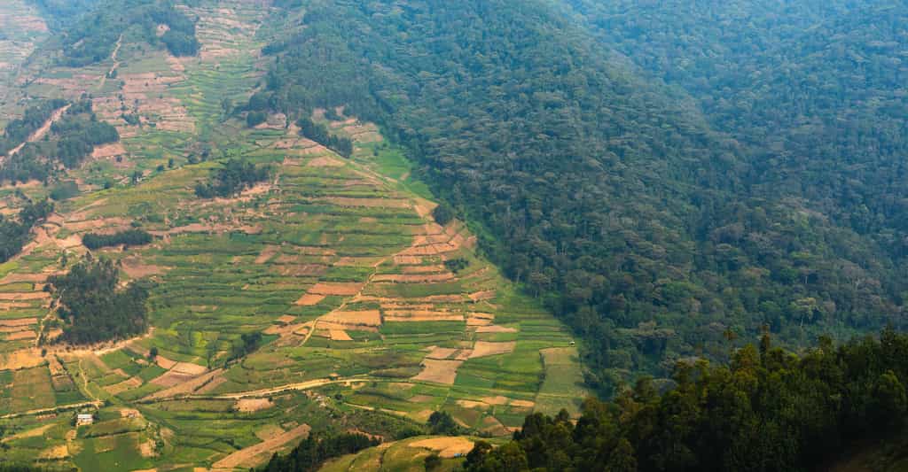 C’est la déforestation, notamment pour la création de terres agricoles — comme ici en Ouganda —, qui a failli coûter la vie à Gasteranthus extinctus, une fleur sauvage qui pousse en Équateur. © Mathias, Adobe Stock