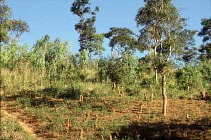 Exemple de déforestation illégale. © FAO