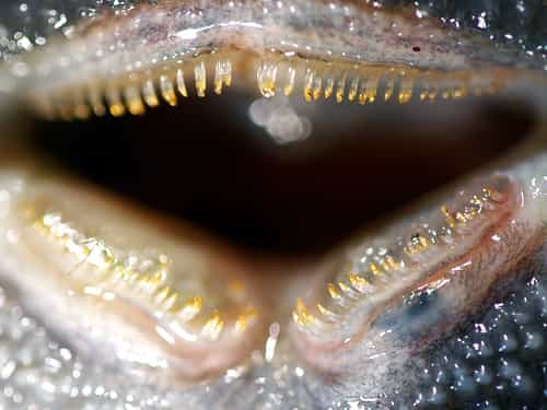 Contre toute attente, ces dents de poisson-chat sont flexibles. Les locaridés, connus pour leur ventouse buccale, correspondent à la plus grande famille au sein de l'ordre des siluriformes. Ils comptent plus de 700 espèces. © Tom Geerinckx, UGent

