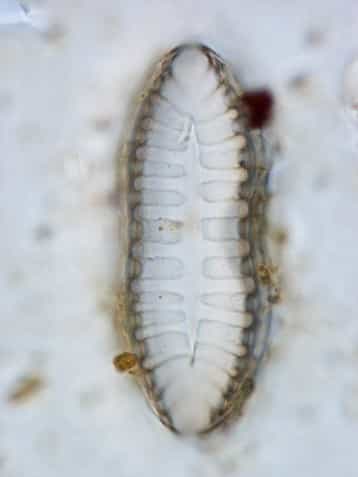 Diatomée du genre Surirella (59 µm) à forte capacité motrice. Étant mobile, cette algue microscopique peut se déplacer pour trouver des conditions de vie plus favorables ou pour revenir en surface après avoir été enfouie sous des sédiments. © Loïc Tudesque