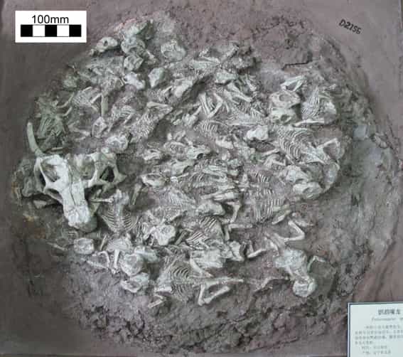 25 fossiles de jeunes dinosaures du genre Psittacosaurus datant de 120 millions d'années ont été mis au jour dans la province du Liaoning, au nord-est de la Chine, dans l'un des sites les plus importants au monde de paléontologie des dinosaures.&nbsp;© Université de Pennsylvanie