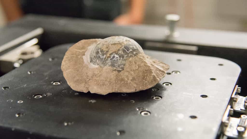 Un œuf de Mussaurus patagonicus en cours d'étude au synchrotron de Grenoble. © ESRF, C. Argoud
