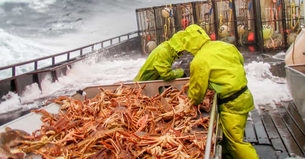 La population des crabes des neiges est en grand danger. Sa pêche vient d’être interdite en mer de Béring. © flyingrussian, Adobe Stock