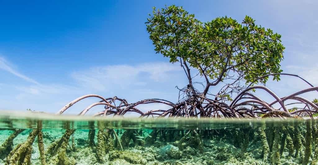 Les mangroves sont de ces zones humides qui continuent de disparaître de la surface du globe. © James White, Danita Delimont, Adobe Stock