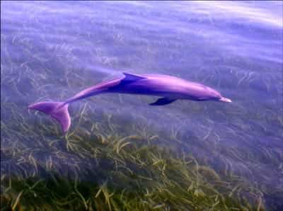 La nouvelle espèce de grand dauphin vit très près de la côte, au sud de l'Australie. © Université Macquarie