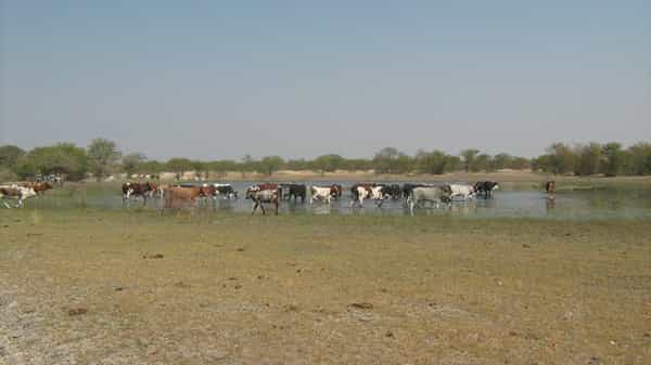 Le nord de la Namibie peut être soumis à de fortes pluies. L'eau apportée, en plus de former des lacs temporaires, pourrait également participer au rechargement de la nappe phréatique lorsqu'elle sera exploitée. © BGR