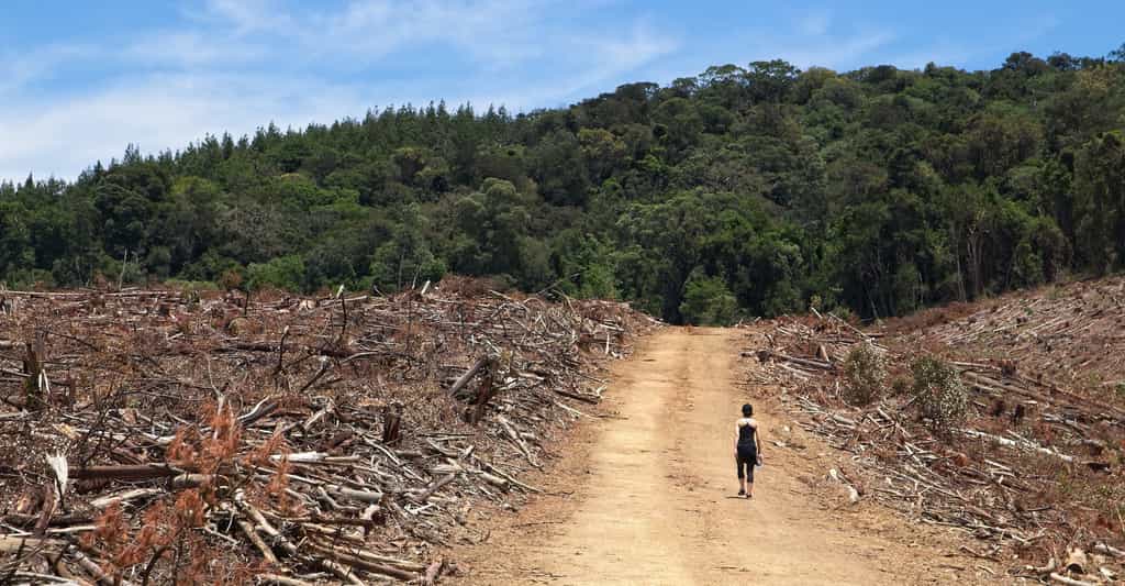 La dégradation des écosystèmes — par la déforestation, par exemple — pourrait augmenter le risque et l’impact des pandémies. © Matthew, Adobe Stock