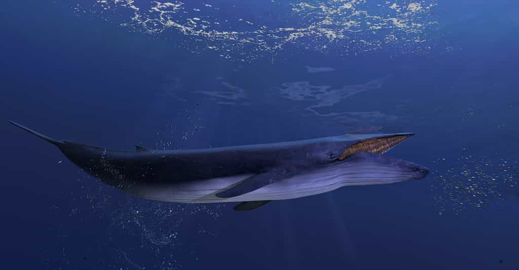 Des chercheurs ont développé une technologie qui permet d’écouter les baleines à l’aide des fibres optiques déployées dans tous les océans du monde. © bekirevren, Adobe Stock