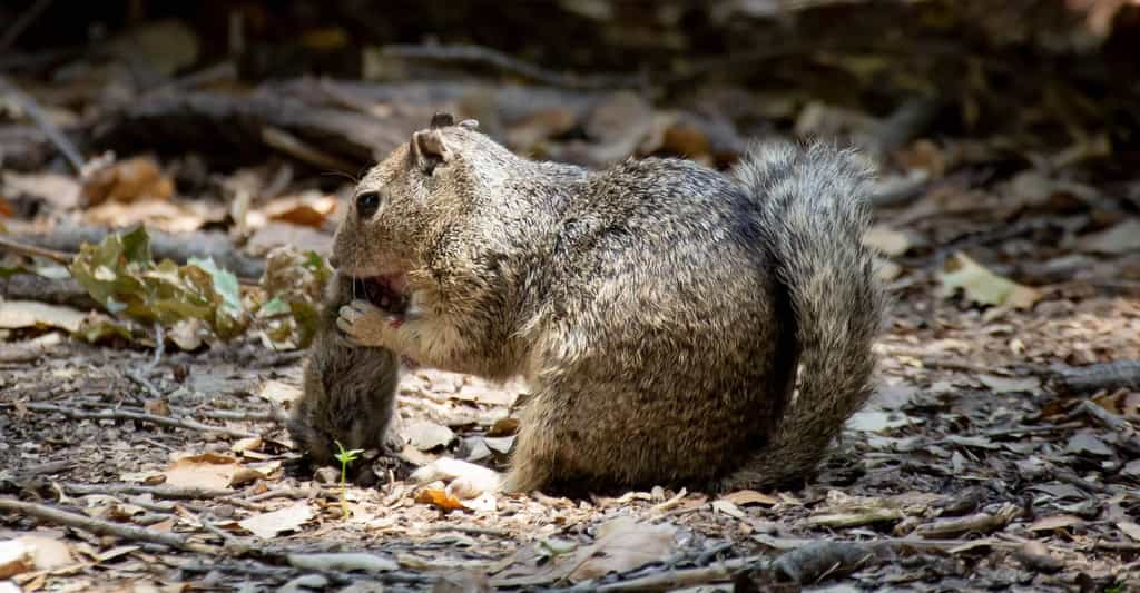 Des chercheurs de l’université du Wisconsin et de l’université de Californie (États-Unis) ont observé des écureuils terrestres de Californie (Otospermophilus beecheyi) en train de chasser et de manger des campagnols. © Sonja Wild, Université de Californie