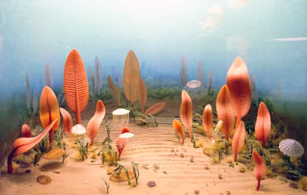 Une reconstitution d'espèces qui composaient en partie la faune de l'Édiacarien, selon une vitrine du Smithsonian Museum. © Pierre-André Bourque