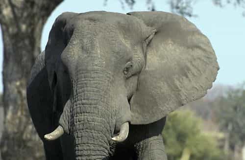 Eléphant du Parc national du Hwange. Crédit Matton