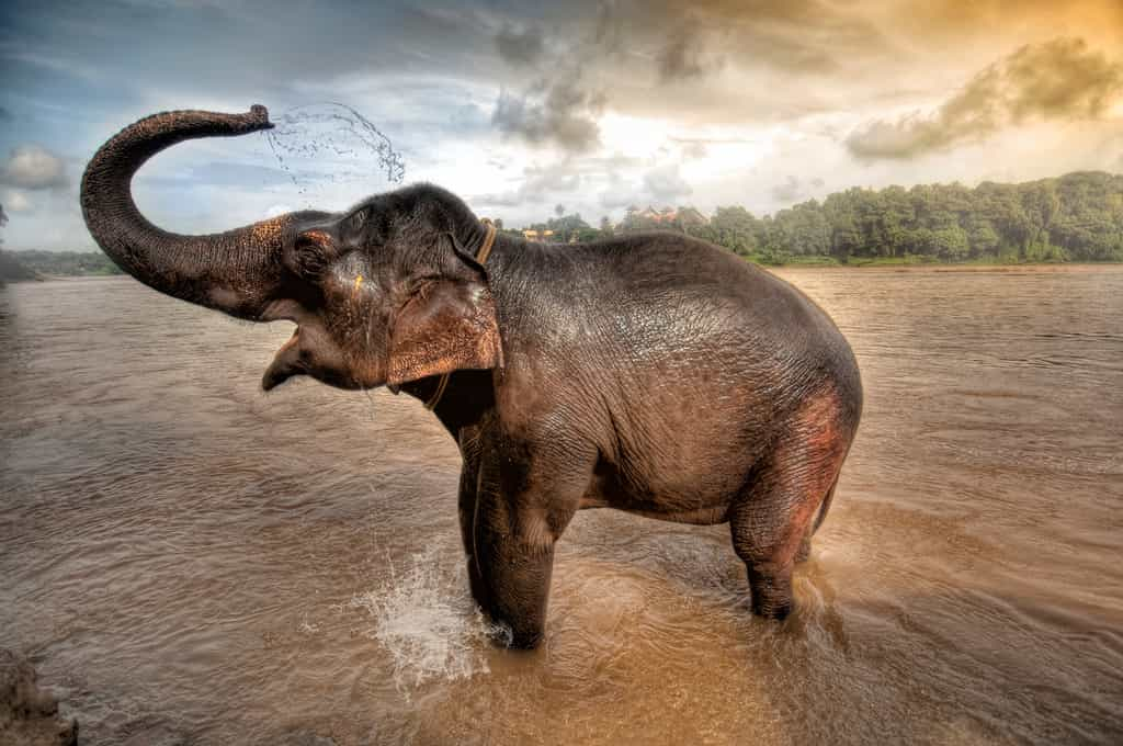 Les éléphants utilisent traditionnellement leur trompe pour se doucher. Mais un éléphant d’Asie, filmé au zoo de Berlin, a trouvé une autre méthode. © Ramzi, Adobe Stock