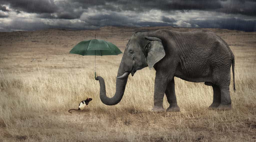 Les éléphants ont-ils réellement peur des souris ? © Ettore, Fotolia