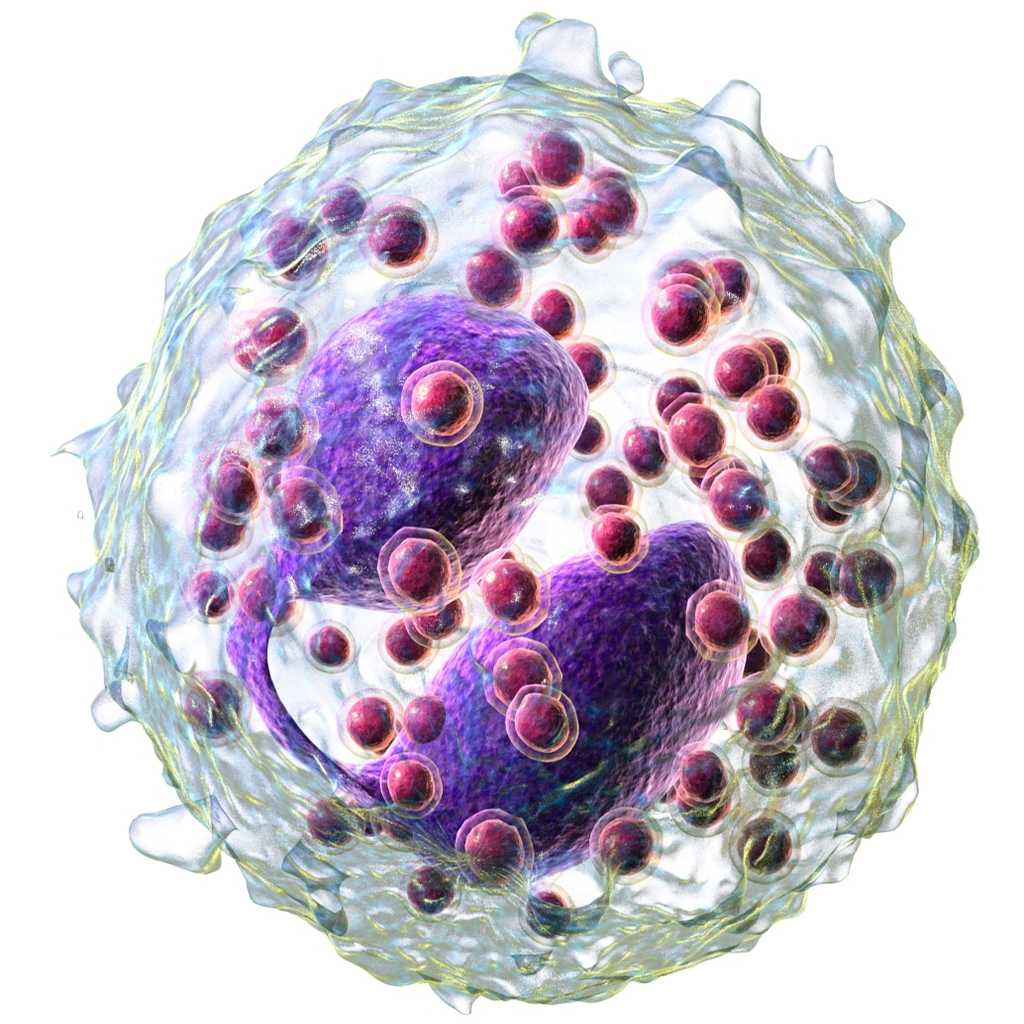 Les granulocytes éosinophiles possèdent de nombreux granules et un noyau bilobé. © Bruce Blaus, Wikipédia, cc by 3.0