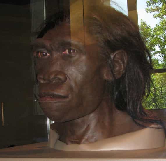 Une reconstitution de la tête d'Homo erectus, présentée au Muséum d'histoire naturelle de Washington. © Robert Goodwin, Flickr, CC by-nc-sa 2.0
