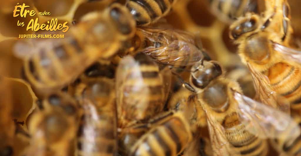 Le documentaire Être avec les abeilles vous entraîne dans le monde mystérieux et merveilleux de ces petits insectes pollinisateurs. © Jupiter Films