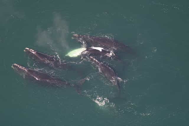 On trouve les baleines noires de l'Atlantique le long des côtes est de l'Amérique du Nord et des côtes européennes. &copy; MyFWC_Research, Flickr, cc by nc nd 2.0