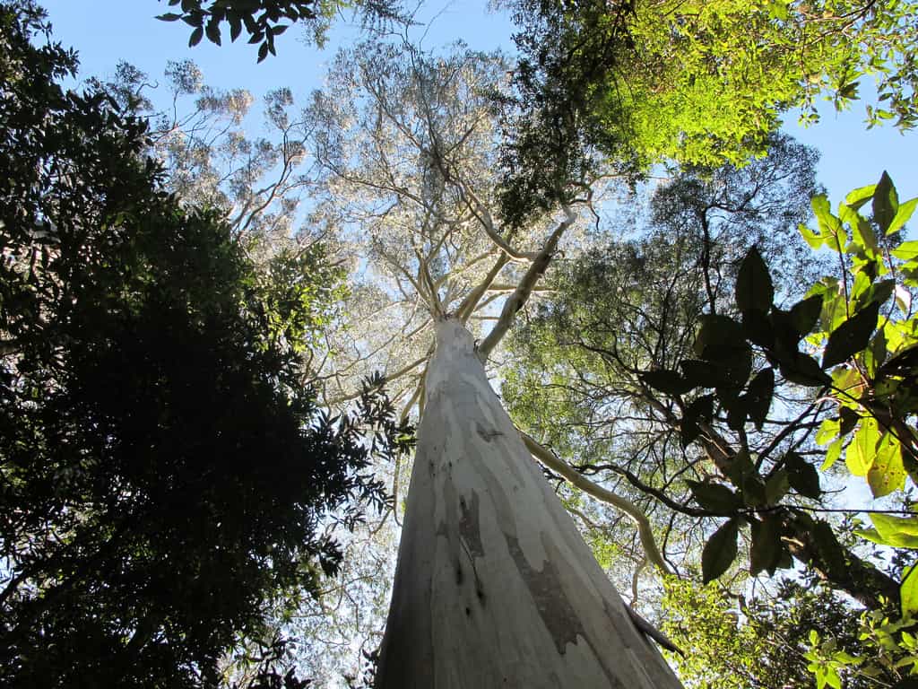 L'Eucalyptus regnans est originaire du sud de l'Australie. Icarus Dream, le plus grand spécimen connu, mesure entre 90 et 100 m de haut. © Nathan Johnson, Flickr, cc by nc sa 2.0