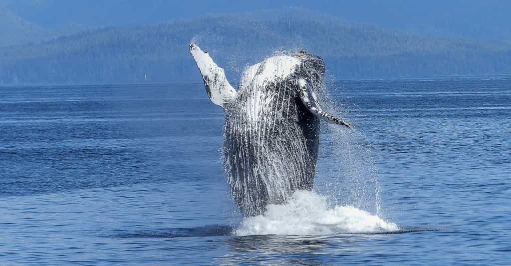 Selon des chercheurs de l’université de Washington (États-Unis), il y aurait aujourd’hui de nouveau presque autant de baleines à bosse dans l’Atlantique sud qu’avant le début de leur chasse intensive. © ArtTower, Pixabay License
