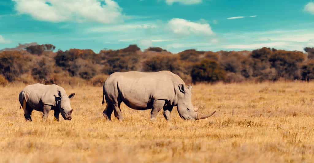 Jusqu’au milieu du XIXe siècle, on trouvait, dans les savanes africaines et les forêts tropicales asiatiques, de nombreux rhinocéros. Désormais, quatre des cinq espèces de rhinocéros risquent l’extinction. © ArtushFoto, Adobe Stock