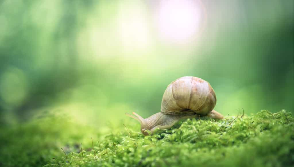 Un escargot se déplace sur un lit de mousse. © Marc Andreu, Adobe Stock   