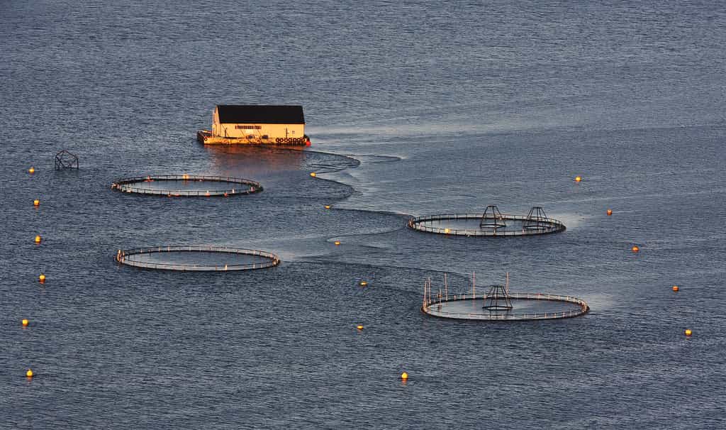 Près de 75 % des saumons disponibles sur le marché proviendraient de Norvège et du Chili. La Norvège produirait à elle seule 90 % du saumon de l'Atlantique.&nbsp;© Yodod, Flickr, cc by nc nd 2.0