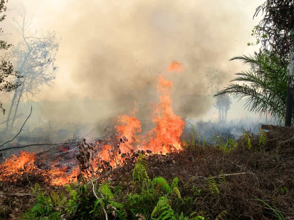 Les feux de forêts réalisés pour défricher des terrains auraient libéré 1.069 téragrammes (Tg) de carbone durant l'épisode El Niño de 1997. Seuls 21 Tg ont été émis en 2000, une année marquée par la survenue de La Niña. Cette photographie a été prise à Palangkaraya, en Indonésie, en septembre 2011. © Cifor, Flickr, CC by-nc-nd 2.0