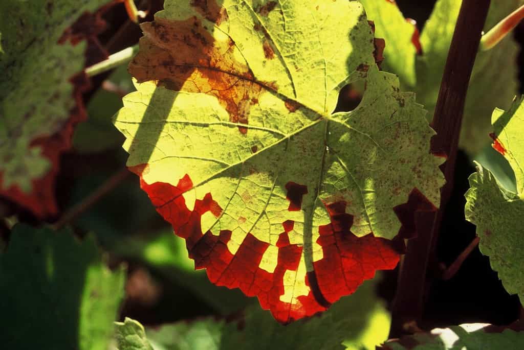 Moins de lumière, c'est moins de chlorophylle, avec comme conséquence des automnes flamboyants. © J.-B. Feldmann (http://montreurdimages.blogspot.com/)
