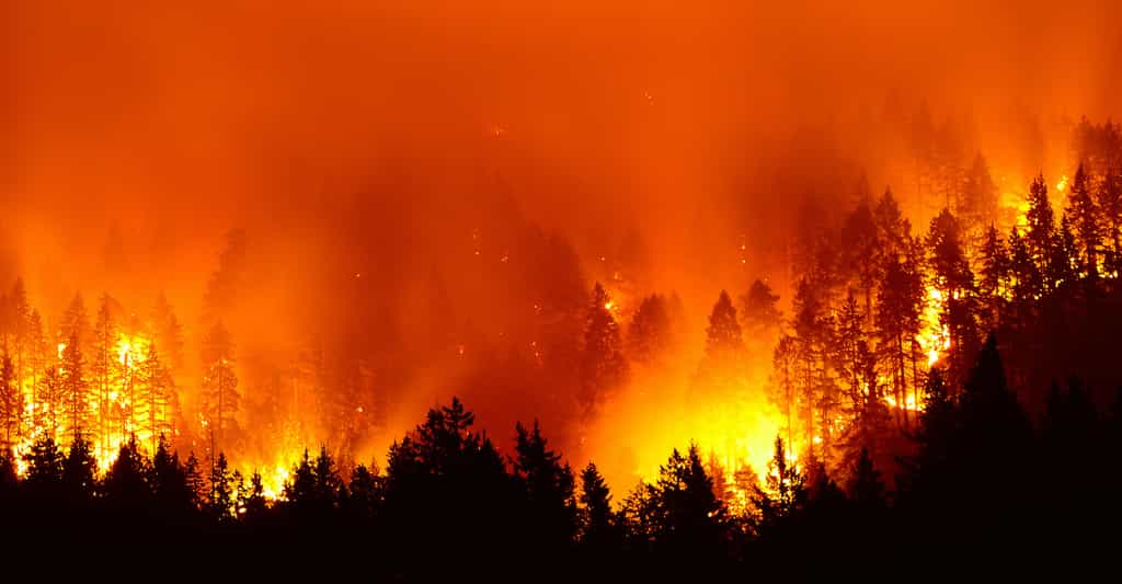 L'incendie de Oak Fire s'est développé de manière explosive. © Kirk Atkinson, Adobe Stock