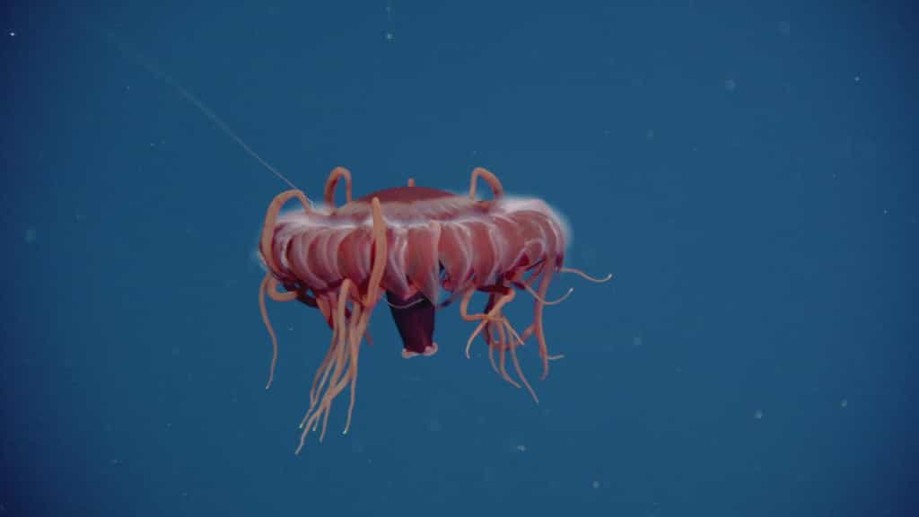 Cette méduse est une espèce inconnue, découverte durant la mission Wiring Abyss 2012, à 1.978 m de profondeur. © Neptune Canada, CSSF, cc by nc sa 2.0