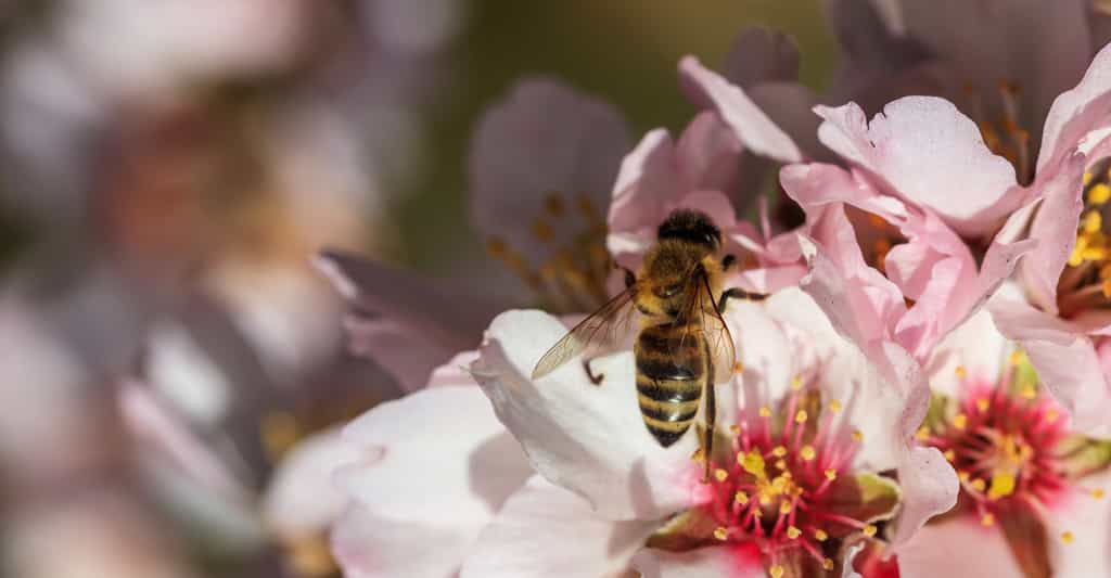 Fongicides plus insecticides, pour la survie des abeilles, le mélange est à éviter absolument. © Rawf8, Fotolia