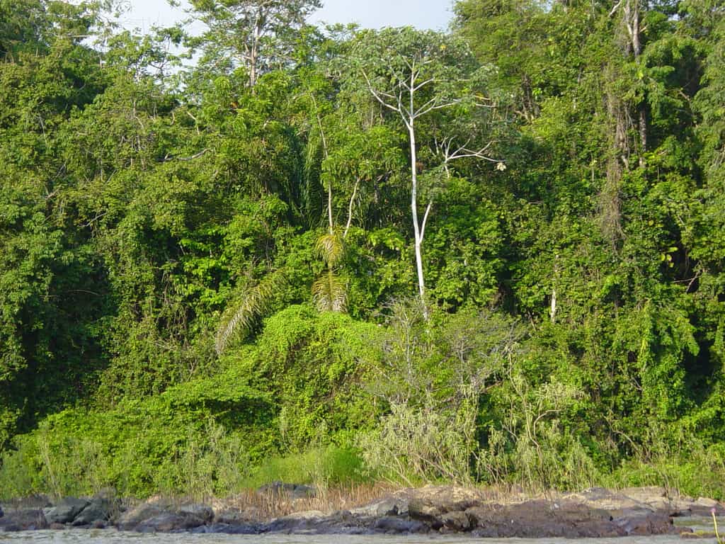 Dans l'est du bassin amazonien, 48 % des précipitations proviendraient de l'évapotranspiration (chiffre de 1977). Tout changement pourrait donc avoir de graves conséquences. © Savo 2003, CC by-nc-sa 2.0