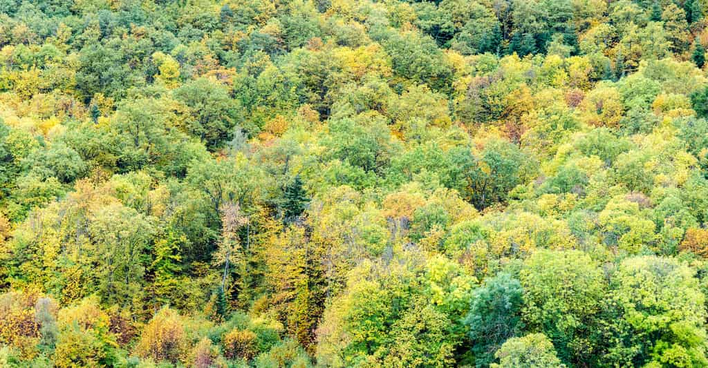 Il y a de moins en moins de forêts par habitant sur Terre. © Alec, Adobe Stock