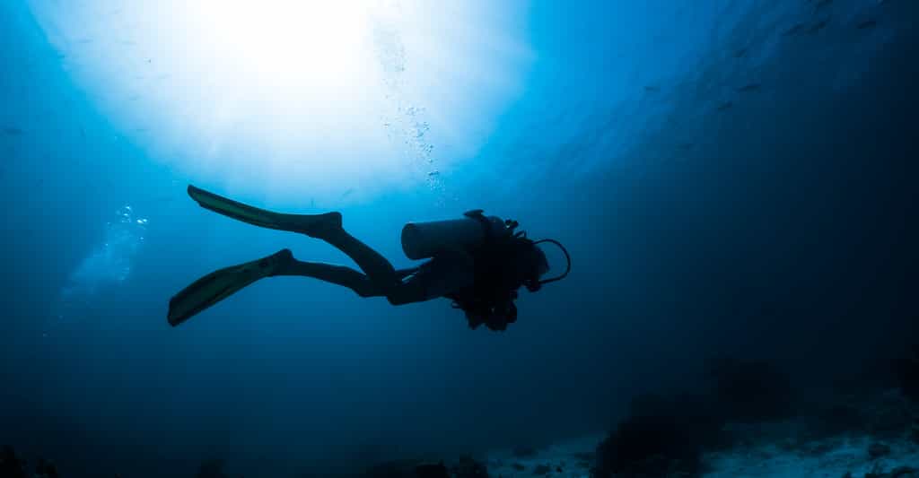 Des plongeurs du Groupement de recherches archéologiques du littoral languedocien ont découvert, par hasard, une forêt sous-marine au large de l’Hérault. © Dudarev Mikhail, Adobe Stock
