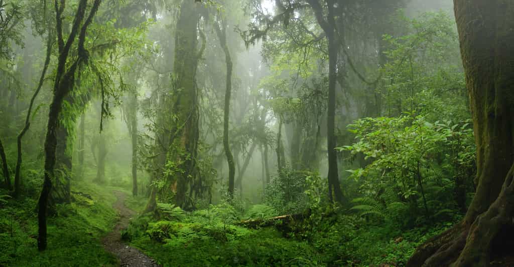 Au miocène moyen, il y a environ 16 millions d'années, la quasi-totalité des continents était recouverte de forêts humides. © quickshooting, Adobe Stock