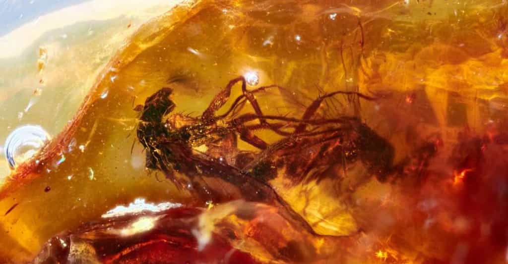 Ces mouches fossilisées en plein accouplement constituent un exemple plutôt rare de « comportement gelé » dans de l’ambre. Possiblement le tout premier trouvé en Australie. © Jeffrey Stilwell, Université Monash