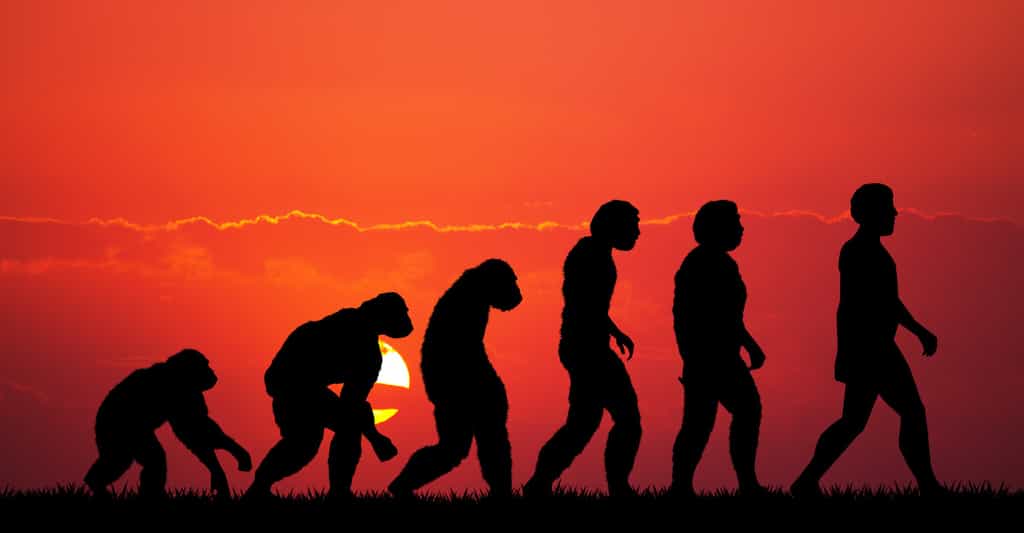 Et si finalement l’Homme n’avait pas été bâti comme les singes d’Afrique ? © adrenalinapura, Fotolia