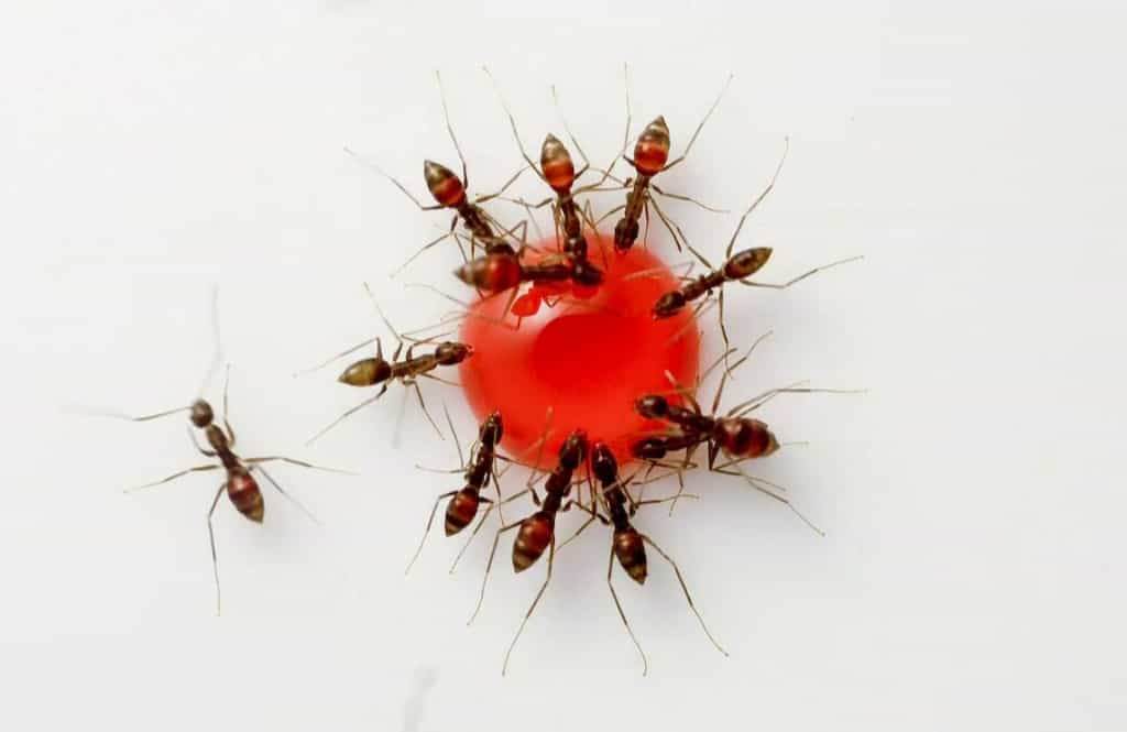 Le fait est bien connu, les fourmis aiment le sucre. La preuve en vidéo.&nbsp;© Raul Gonzalez