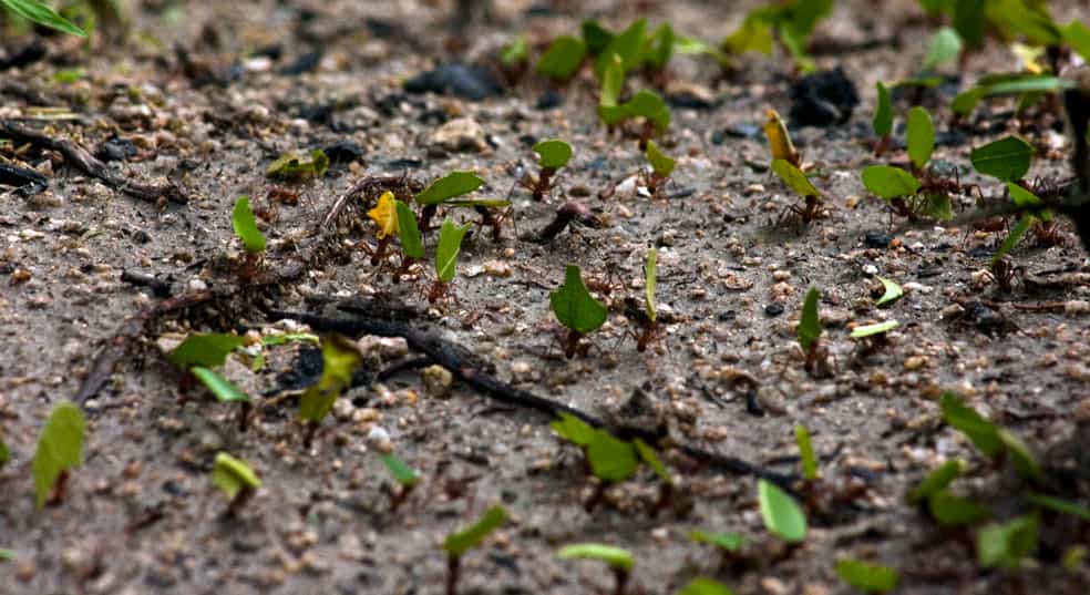 Ces fourmis champignonnistes rapportent les débris de feuilles à la colonie. Ces morceaux ont été préparés par des ouvrières spécialisées dans le conditionnement des végétaux pour le transport. © Alejandro Soffia Vega, Flickr, CC by-nc-nd 2.0