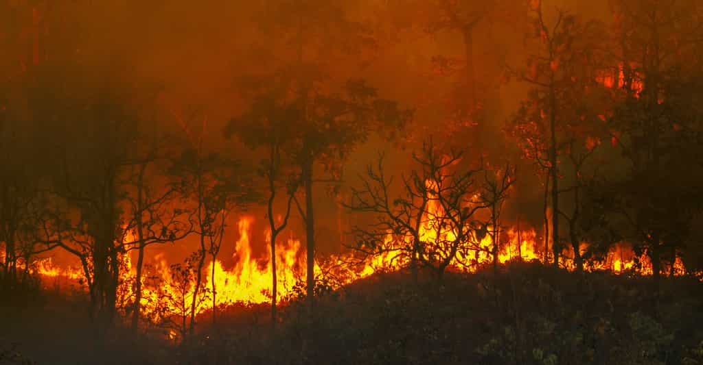 De méga-incendies ravagent la planète. La Nasa suit les fumées qu’ils provoquent grâce à ses satellites. © toa555, Adobe Stock