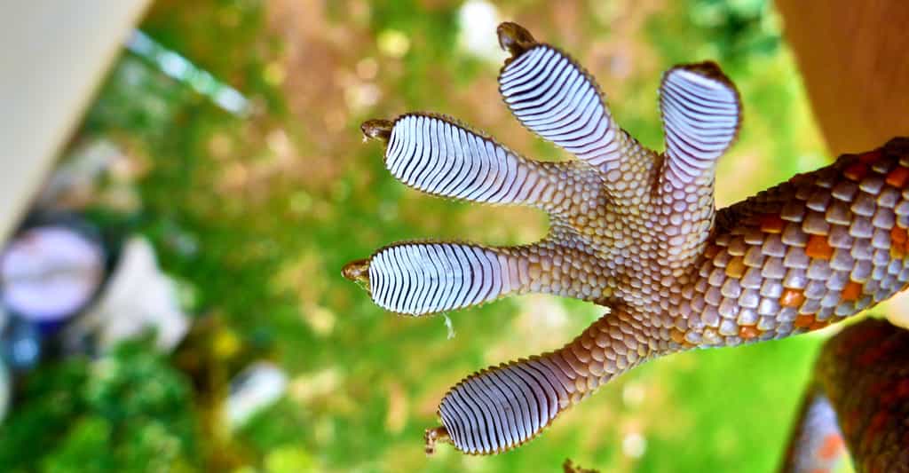 Des chercheurs de l’université de Stanford (États-Unis) se sont inspirés des pattes de gecko pour concevoir un « adhésif contrôlable » qui pourra, ils l’espèrent, nous aider à faire le ménage dans l’espace. © Viacheslav, Adobe Stock