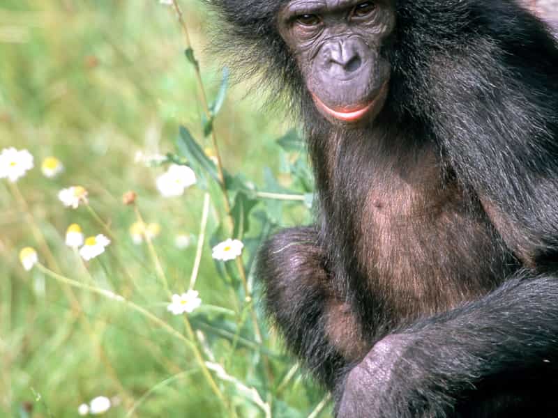 Les bonobos Pan paniscus, aussi appelés chimpanzés nains, ont une allure moins trapue que les chimpanzés et possèdent des lèvres rouges. Cette espèce est inscrite sur la liste rouge de l'UICN comme étant en danger. Le génome séquencé appartient à cette femelle nommée Ulindi. © Michael Seres