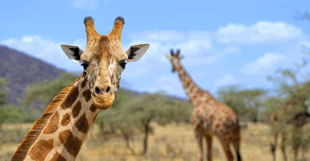 Après plusieurs millions d'années d'évolution, la girafe a acquis une anatomie unique avec un cou particulièrement allongé qui lui permet notamment d'atteindre sa nourriture haut dans les arbres sans souci de concurrence. © Volodymyr Burdiak, Shutterstock
