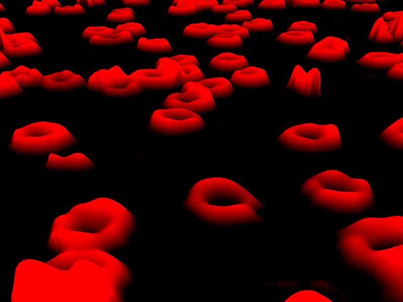 L'hémoglobine est la protéine&nbsp;des globules rouges&nbsp;qui permet le transport de l'oxygène des poumons vers les tissus. Ce pigment&nbsp;donne leurs couleurs aux globules rouges.&nbsp;© Egelberg, Wikimedia Commons, cc by sa 3.0