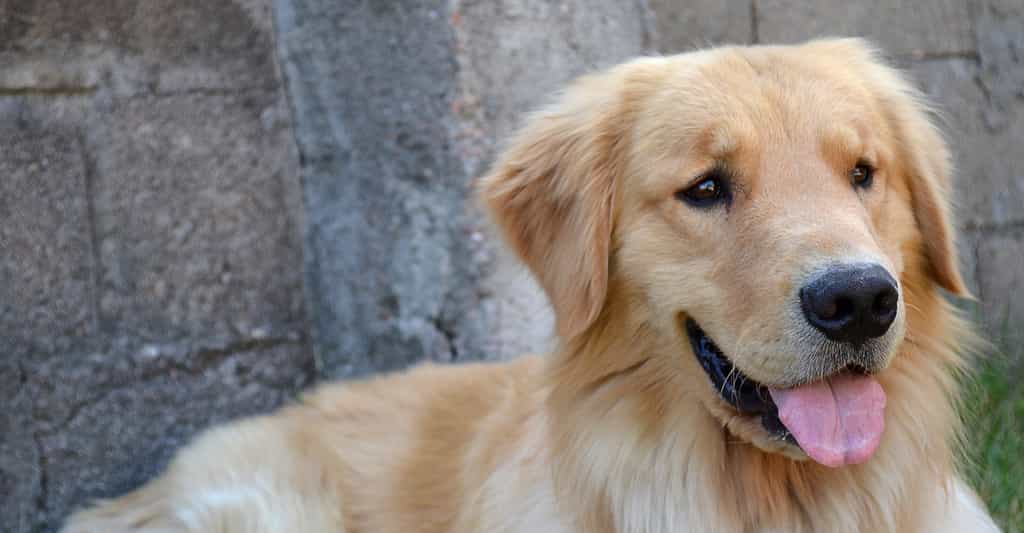 Le golden retriever est un des chiens préférés des Français. © Africa Studio, Shutterstock