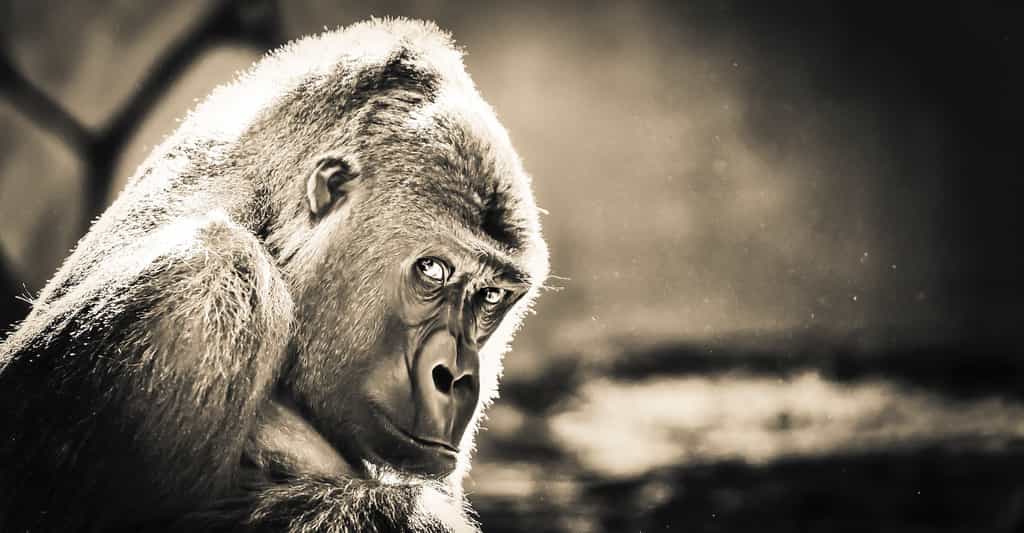 Des gorilles du zoo de Bristol (Royaume-Uni) se sont montrés capables de tricher. Un comportement que l’on pensait réservé aux humains. © Rob Tol, Unsplash