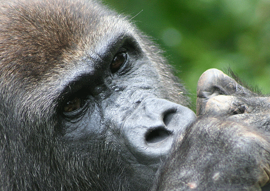 Les gorilles et les chimpanzés portent le deuxième vecteur du paludisme, Plasmodium vivax. Selon les auteurs, ce parasite aurait migré de l'Afrique vers l’Asie. © Cécile Neel, IRD