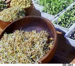Soupçonnées depuis quelques jours, les graines germées seraient bien la source de l'infection alimentaire par E. coli. © E. Viard